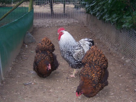 Mijn eerste foktoom om zilver zwartgezoomd te fokken